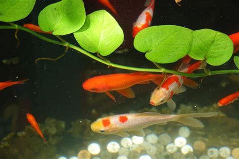 室內養魚|新手必看：5種易養魚種